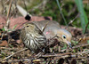 Pine siskin with mourning dove
