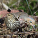Pine siskin with mourning dove