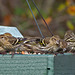 Pine Siskins Feeding