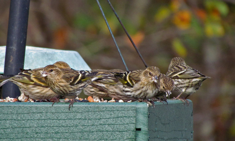 Pine Siskins Feeding