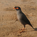 20100324-0005 Bank myna