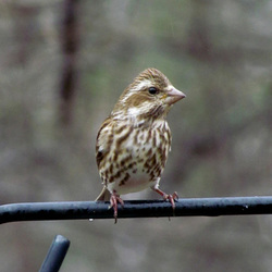 Purple Finch - Female Purple Finch - Female