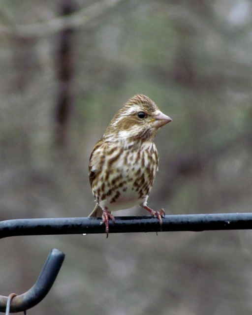 Purple Finch - Female