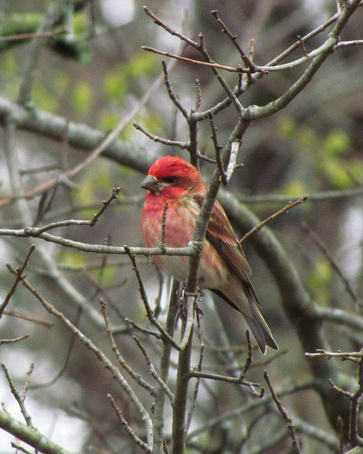 Purple Finch - Male