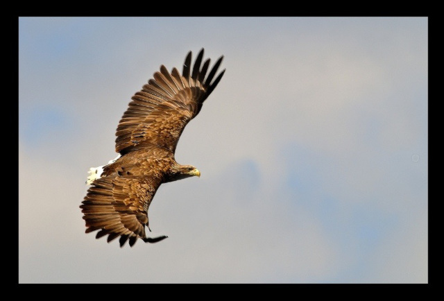 Sea Eagle