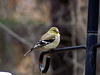 Goldfinch