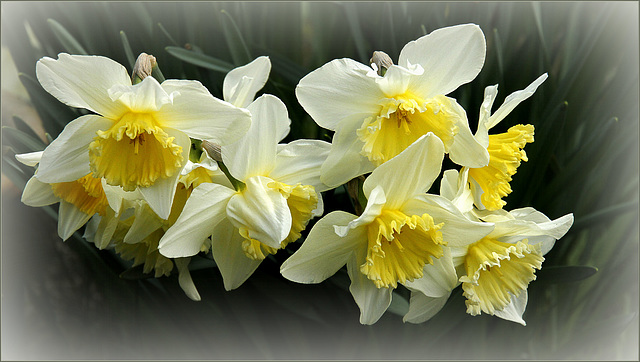 Narcisses