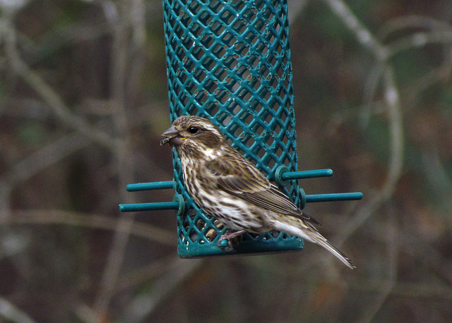 Purple Finch