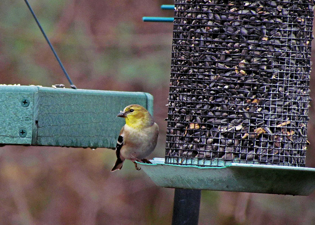 Goldfinch