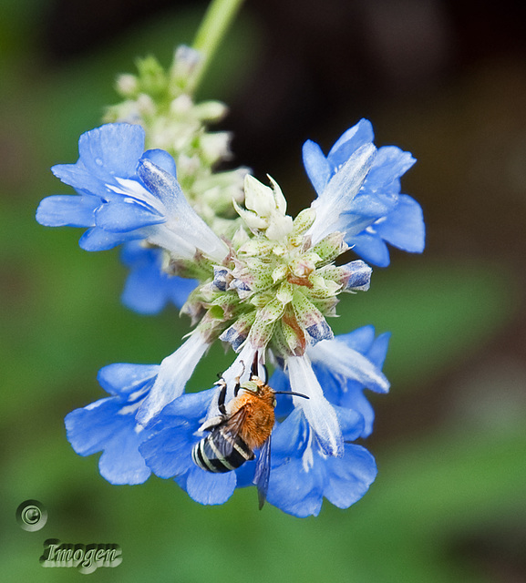 Bee blue, or just Bee...