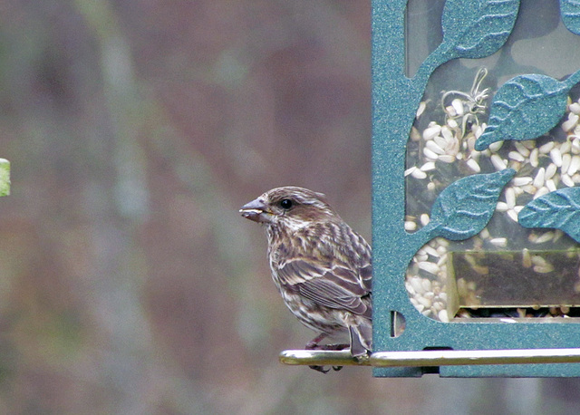 Purple Finch