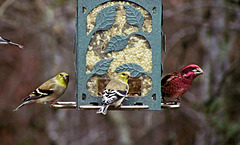 Goldfinches and Male Purple Finch