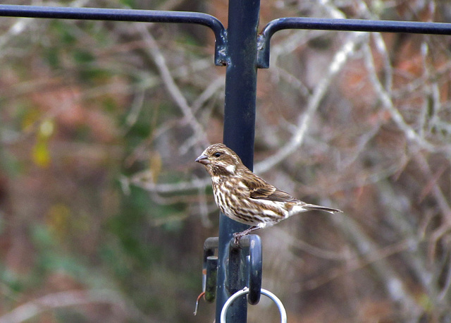 Purple Finch