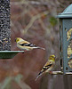 Goldfinches