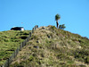 Water tank and cabbage tree