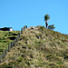 Water tank and cabbage tree