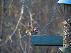 Purple finch (female or juvenile)