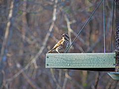 Purple finch (female or juvenile)