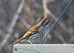 Purple finch (female or juvenile)