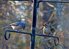 Purple finch (female or juvenile) and a tufted titmouse