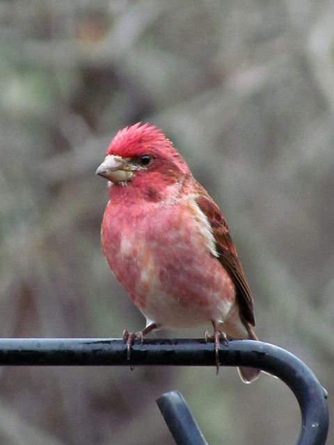 Purple Finch (Male)