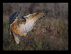 Eagle Owl