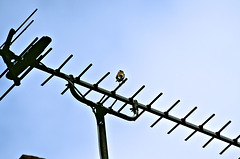 An aerial view for a Goldfinch