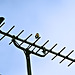 An aerial view for a Goldfinch