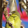 Lesser Finch