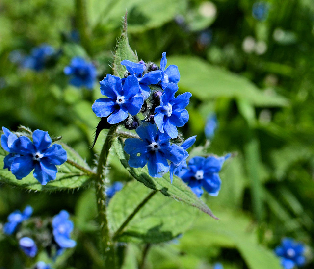 Blue and Green