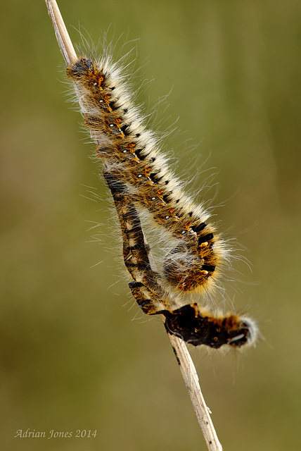 Oak Eggar Moth Caterpillar