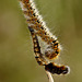Oak Eggar Moth Caterpillar
