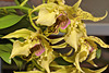 Dendrobium "Bruce Gordon" – Pennsylvania Convention Center, Philadelphia, Pennsylvania