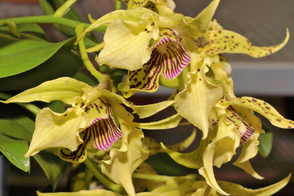 Dendrobium "Bruce Gordon" – Pennsylvania Convention Center, Philadelphia, Pennsylvania
