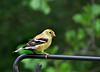 Goldfinch (Female)