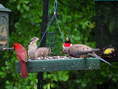 Cardinal, Rose-Breasted Grosbeaks, Mourning Doves and a Goldfinch