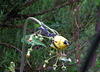 Goldfinch on Thistle