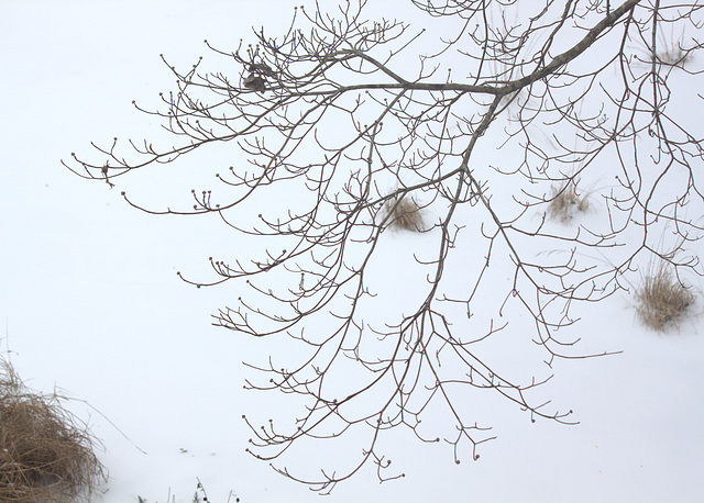 Winter from the window