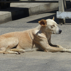 It's A Dog's Life - 11 March 2014