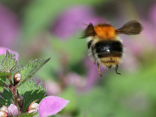 Hummel