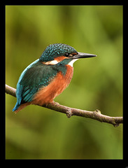 Kingfisher