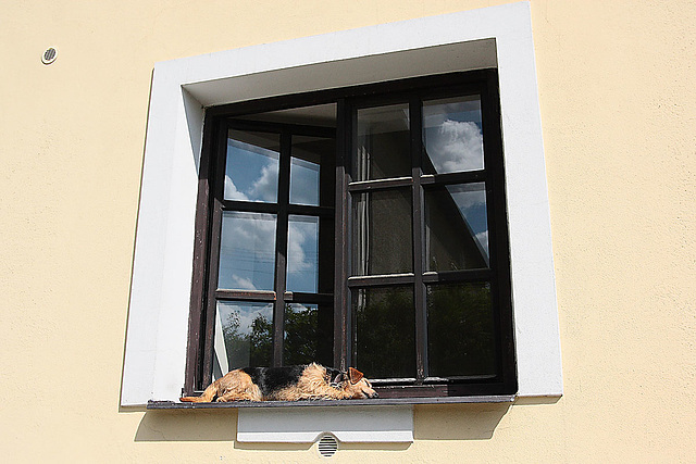 A dog sleeping at a window sill