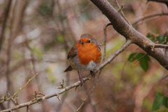 A bold robin