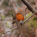 A bold robin