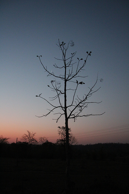 Indian sunrise (with a tree)
