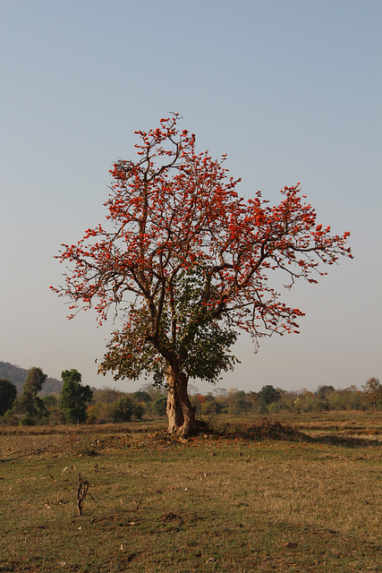 The Flame of the Forest tree