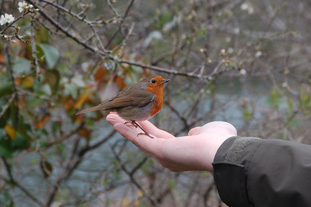 A bold robin