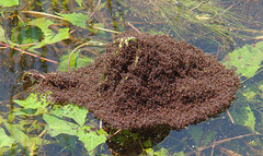 A Hill of Ants  (Flooded Out)