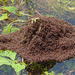 A Hill of Ants  (Flooded Out)