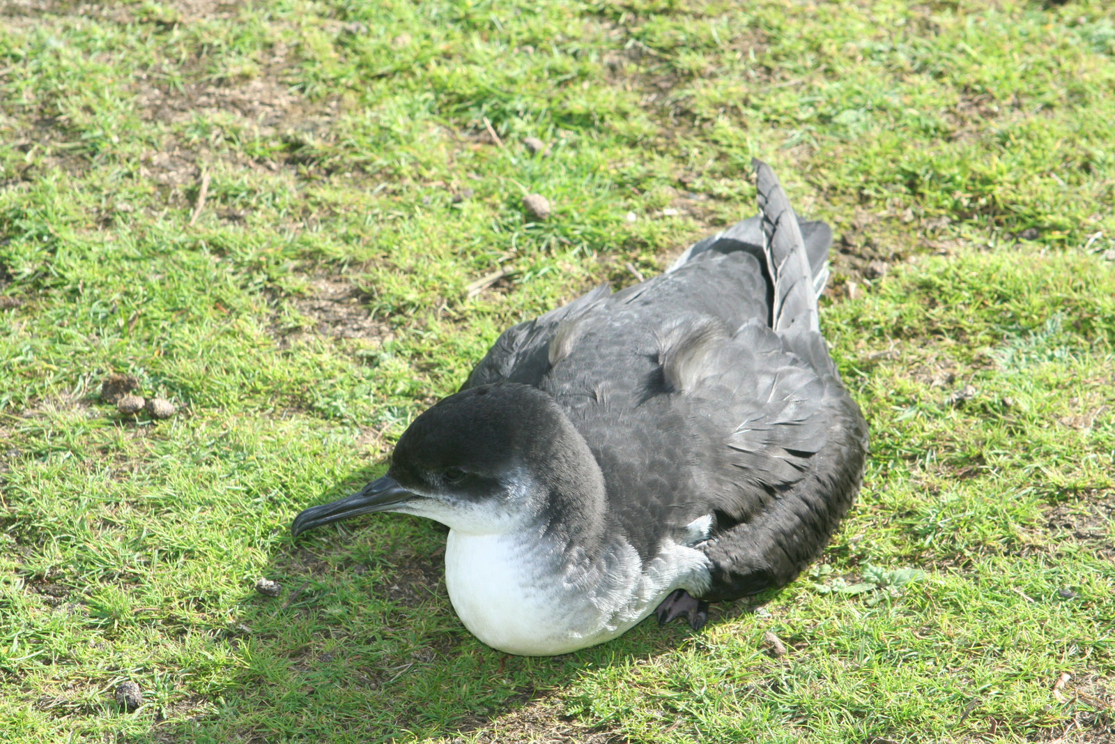 Manx Shearwater